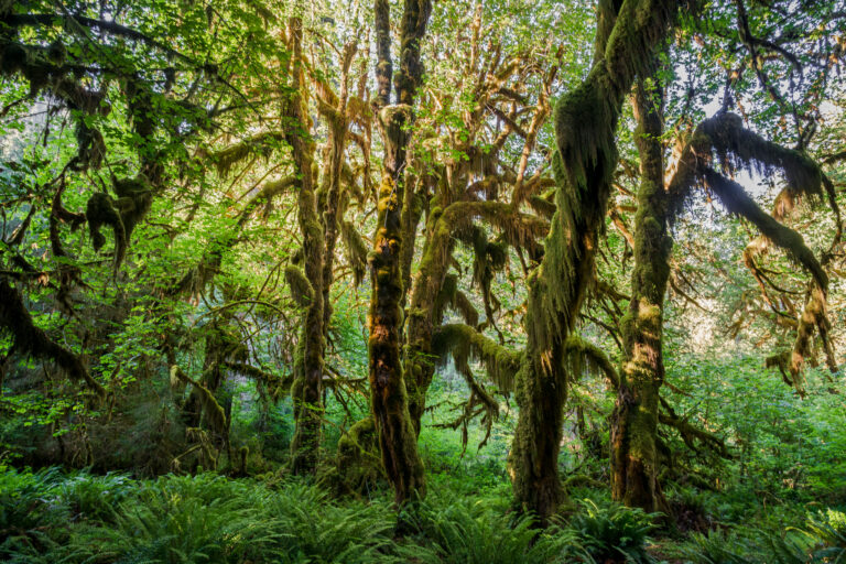 Hall of Mosses - Hoh Rain Forest - Olympic National Park