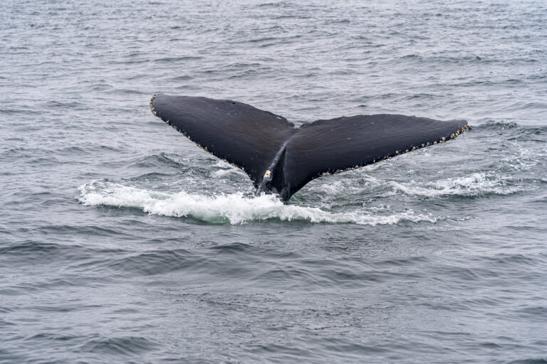 Monterey Bay Whale Watch